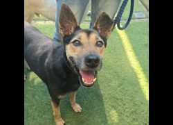 臺南市動物之家灣裡站,編號:427648, 混種犬          