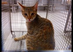 南投縣公立動物收容所,編號:468502, 混種貓                 