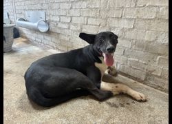 彰化縣流浪狗中途之家臨時收容所,編號:468503, 混種犬          