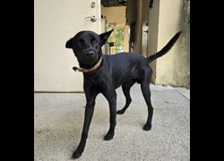 新竹市動物保護教育園區,編號:468508, 混種犬          
