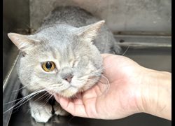 高雄市燕巢動物保護關愛園區,編號:468513, 波斯貓                 