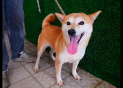 南投縣公立動物收容所,編號:468515, 柴犬                  