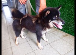 南投縣公立動物收容所,編號:468516, 柴犬                  