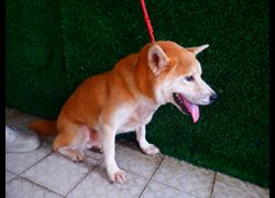 南投縣公立動物收容所,編號:468517, 柴犬                  
