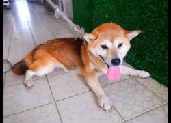 南投縣公立動物收容所,編號:468518, 柴犬                  