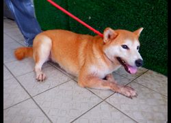 南投縣公立動物收容所,編號:468519, 柴犬                  