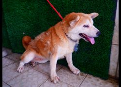 南投縣公立動物收容所,編號:468520, 柴犬                  