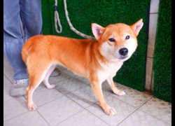 南投縣公立動物收容所,編號:468521, 柴犬                  