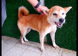 南投縣公立動物收容所,編號:468522, 柴犬                  