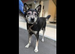 新竹縣動物保護教育園區,編號:468523, 混種犬          