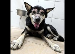 新竹縣動物保護教育園區,編號:468523, 混種犬          
