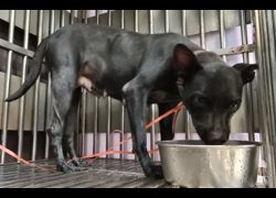 新北市五股區公立動物之家,編號:468545, 混種犬          