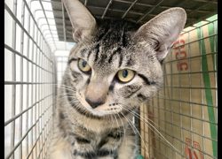 臺北市動物之家,編號:468572, 混種貓                 