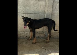 彰化縣流浪狗中途之家臨時收容所,編號:468587, 混種犬          