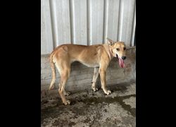 彰化縣流浪狗中途之家臨時收容所,編號:468588, 混種犬          