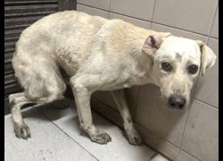 高雄市燕巢動物保護關愛園區,編號:468590, 混種犬          