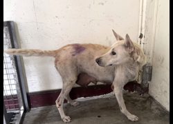 高雄市燕巢動物保護關愛園區,編號:468591, 混種犬          