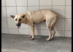 高雄市燕巢動物保護關愛園區,編號:468592, 混種犬          