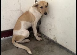 高雄市燕巢動物保護關愛園區,編號:468593, 混種犬          