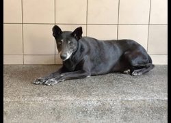 高雄市燕巢動物保護關愛園區,編號:468594, 混種犬          