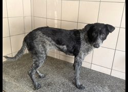 高雄市燕巢動物保護關愛園區,編號:468595, 混種犬          