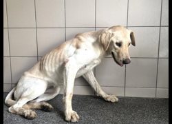 高雄市燕巢動物保護關愛園區,編號:468596, 混種犬          