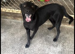 高雄市燕巢動物保護關愛園區,編號:468598, 混種犬          