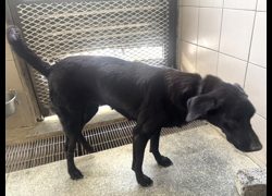 高雄市燕巢動物保護關愛園區,編號:468600, 混種犬          
