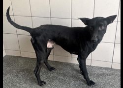 高雄市燕巢動物保護關愛園區,編號:468603, 混種犬          