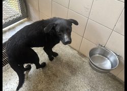 高雄市燕巢動物保護關愛園區,編號:468604, 混種犬          