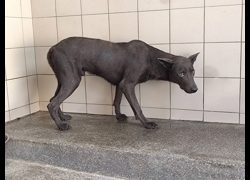 高雄市燕巢動物保護關愛園區,編號:468605, 混種犬          