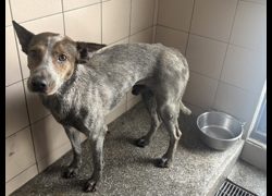 高雄市燕巢動物保護關愛園區,編號:468608, 混種犬          