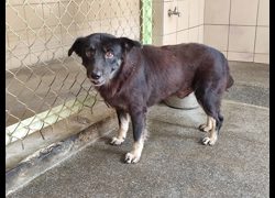 高雄市燕巢動物保護關愛園區,編號:468609, 混種犬          