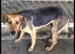 高雄市燕巢動物保護關愛園區,編號:468610, 混種犬          