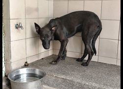 高雄市燕巢動物保護關愛園區,編號:468611, 混種犬          