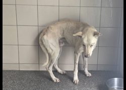 高雄市燕巢動物保護關愛園區,編號:468612, 混種犬          