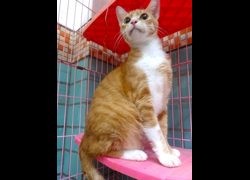 宜蘭縣流浪動物中途之家,編號:468616, 混種貓                 