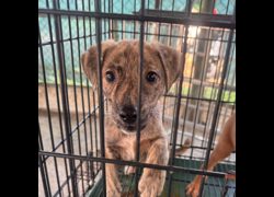 臺南市動物之家善化站,編號:468551, 混種犬          