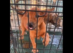 臺南市動物之家善化站,編號:468553, 混種犬          