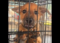 臺南市動物之家善化站,編號:468555, 混種犬          