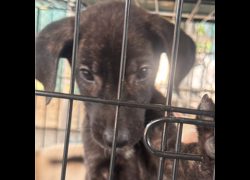 臺南市動物之家善化站,編號:468557, 混種犬          