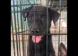 臺南市動物之家善化站,編號:468558, 混種犬          