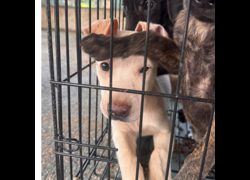 臺南市動物之家善化站,編號:468559, 混種犬          