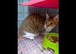 宜蘭縣流浪動物中途之家,編號:468618, 混種貓                 