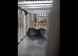 臺南市動物之家善化站,編號:468620, 混種犬          