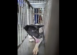 臺南市動物之家善化站,編號:468622, 混種犬          