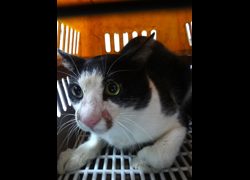 宜蘭縣流浪動物中途之家,編號:468627, 混種貓                 