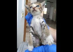 宜蘭縣流浪動物中途之家,編號:468630, 混種貓                 