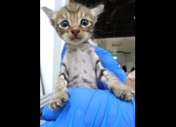 宜蘭縣流浪動物中途之家,編號:468632, 混種貓                 
