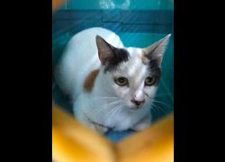 宜蘭縣流浪動物中途之家,編號:468634, 混種貓                 